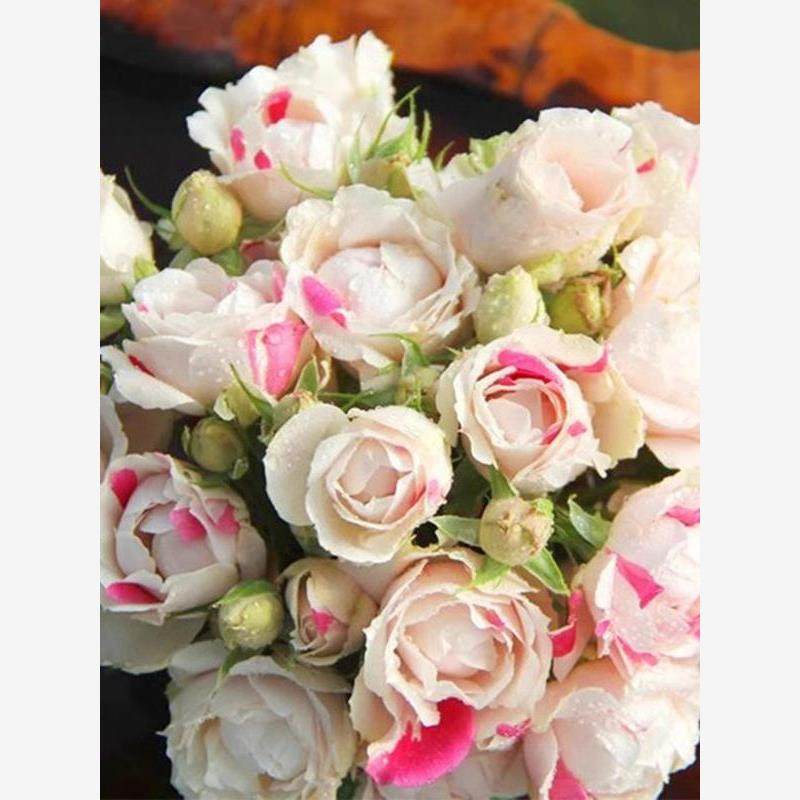 白桃草莓冻糕 月季丰花抗病耐热多季节开花庭院盆栽阳台花卉,鲜花速递/花卉仿真/绿植园艺,月季/蔷薇/玫瑰,淘宝优惠券,粉丝福利购,淘宝优惠卷