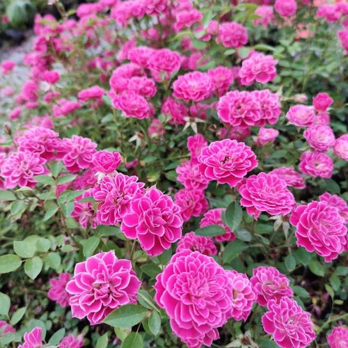 新西兰马里奥塔 微型月季花苗玫瑰勤花多头易养 阳台庭院盆栽花卉