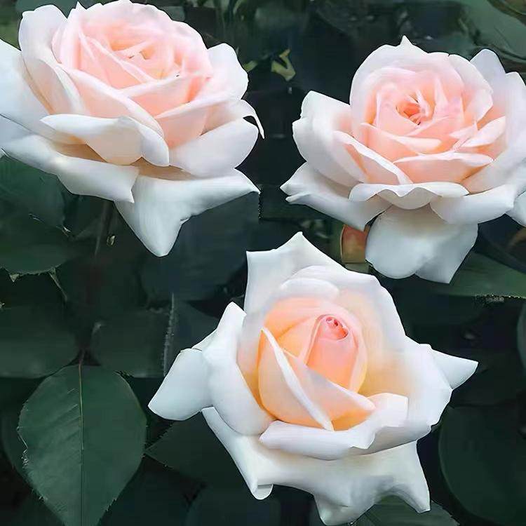 花园宝藏  月季阳台庭院盆栽灌木大花强香直立勤花抗病长势强花卉,鲜花速递/花卉仿真/绿植园艺,月季/蔷薇/玫瑰,淘宝优惠券,粉丝福利购,淘宝优惠卷