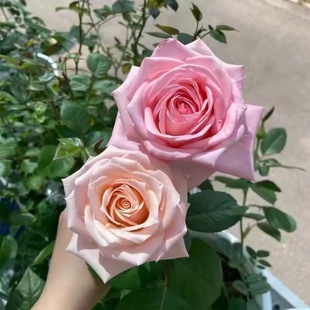 灌木切花直立庭院阳台盆栽多季 月季 开花玫瑰花苗 超新品 杏仁奶糖