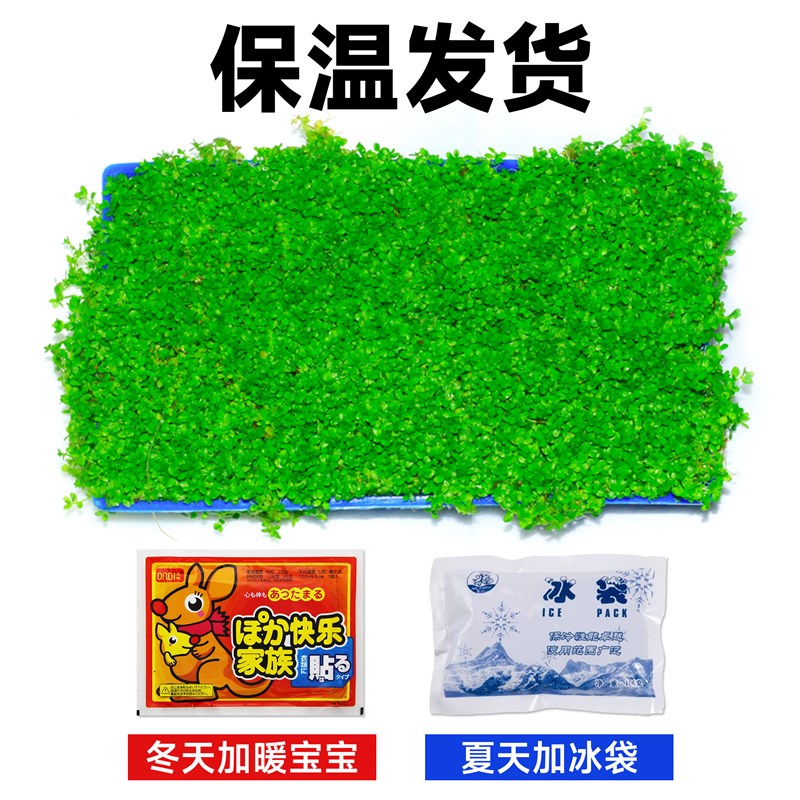 爬地矮珍珠水草植物网片坨草无菌杯养鱼缸造景净化水质矮水草真草