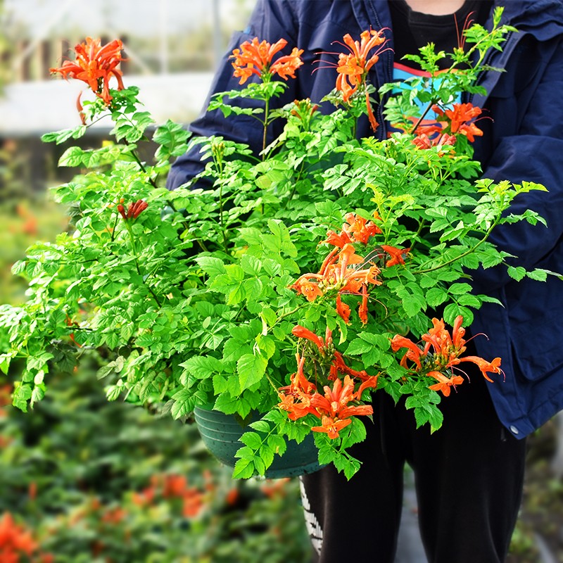 凌霄花苗爬藤植物庭院带花凌宵花四季攀爬盆栽植物花卉浓香炮仗花
