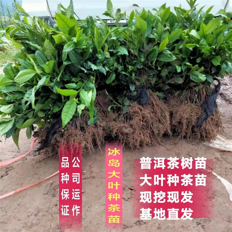 乔木云南冰岛昔归班章大叶种茶苗普洱茶树苗大叶茶苗茶树盆栽盆景