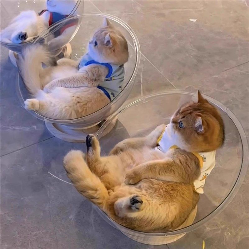太空舱猫窝四季通用高透亚克力实木转盘冰窝猫咪玩具猫床一体,宠物/宠物食品及用品,猫窝/屋/帐篷/沙发,淘宝优惠券,粉丝福利购,淘宝优惠卷