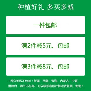 两层阳台悬挂挂架花架花盆铁艺吊篮挂链挂篮绿萝吊兰盆架空凤架子