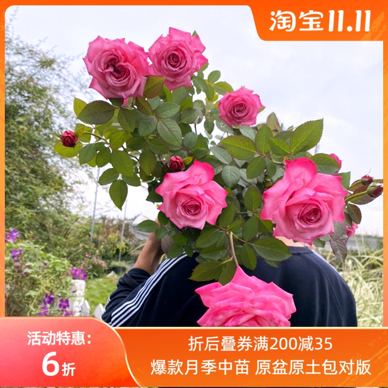 惠惠的花园灌木大花月季桃灼蓝天耐热四季丰花庭院阳台盆栽玫瑰