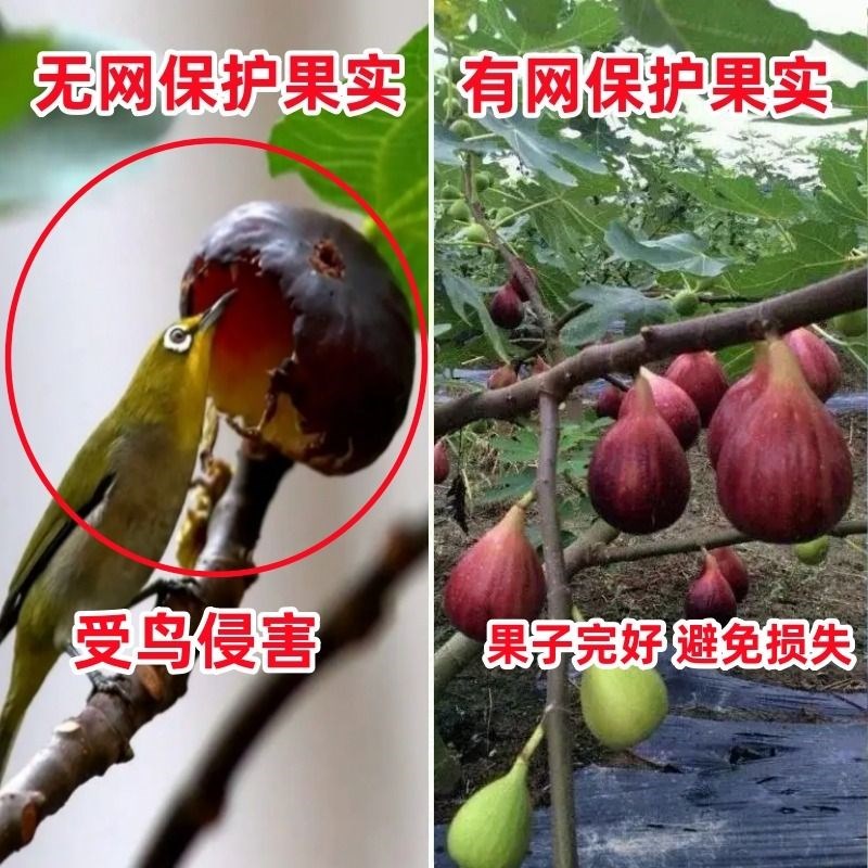 防鸟网果园果树防鸟罩阳台樱桃葡萄用的天网水果防护神器养殖果子