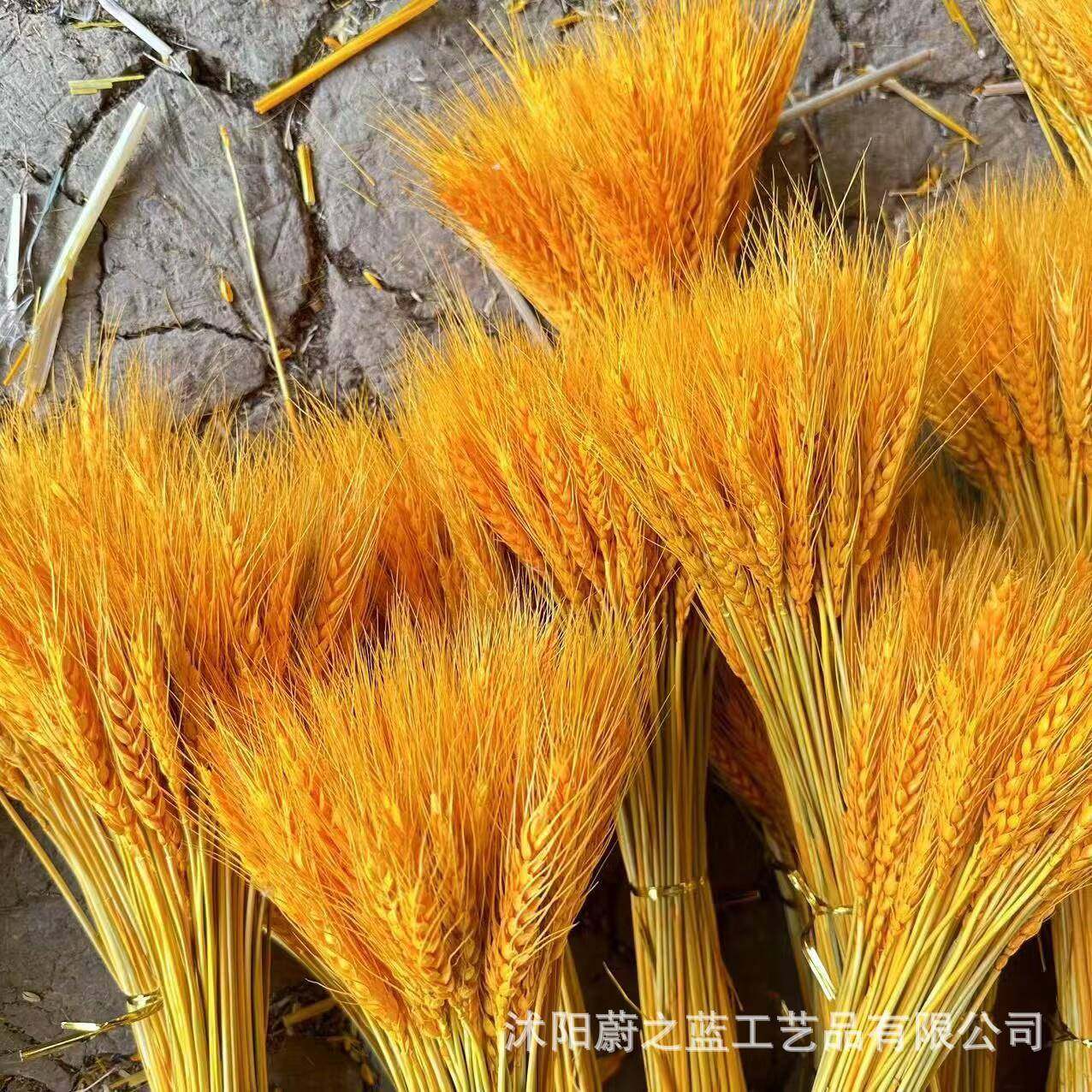 家直供大麦干花大麦开大麦黄金色大麦穗麦厂干花业花篮装饰,家居饰品,餐桌花艺,淘宝优惠券,粉丝福利购,淘宝优惠卷