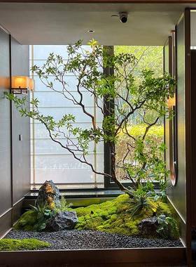 高端马木天井型造景窗植物醉室内仿真绿植装饰tb-78731树大假橱树