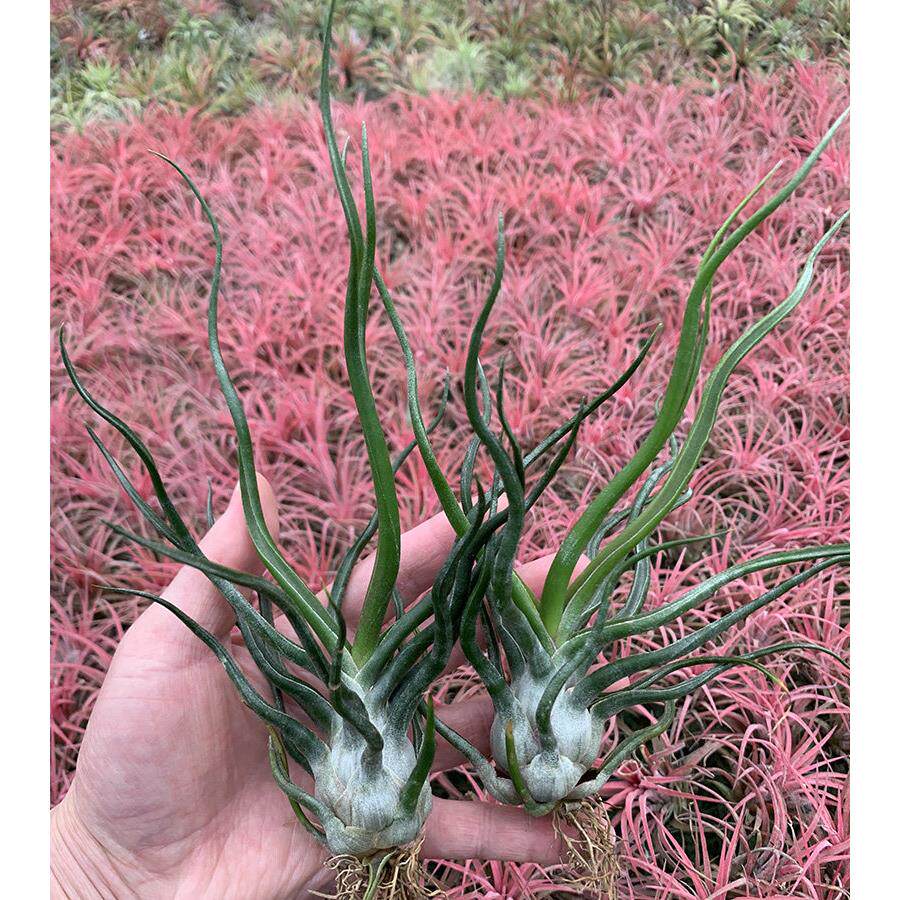 空气凤梨植物 章鱼杂电卷 章鱼卷 绿植盆栽花草