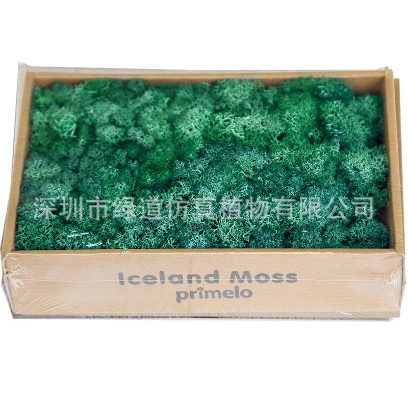 【永生白假青藓】假仿真发QPR绿植苔藓造景草皮绿植微观景植物装