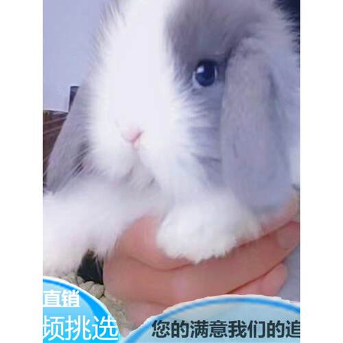 宠物兔子活物进口纯种荷兰垂耳兔活体小体侏儒兔安哥拉道奇猫猫兔