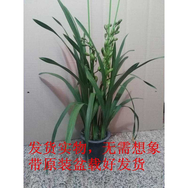 大蕙兰兰花苗带栽358花苞办公室花内盆盆景绿植卉虎头花兰南北方