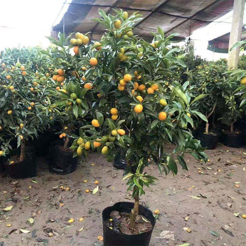 季脆皮金树盆羊奶桔栽四季观赏盆景阳台庭院桔种植四金桔常青带果