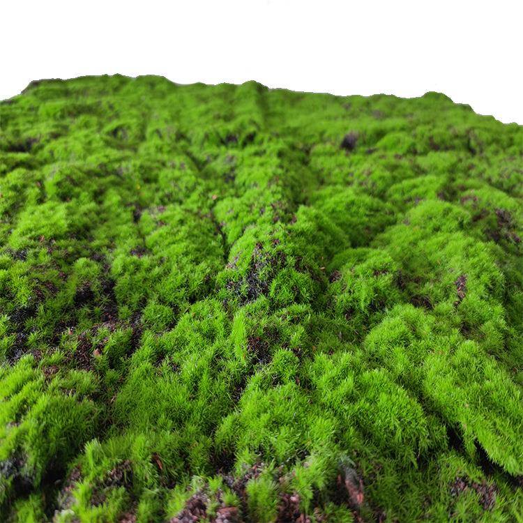 藓仿橱真苔藓草皮青苔鼓包植物墙假绿植永生苔人造草景观坪MC-CP0
