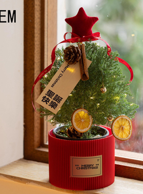 德国圣诞树小雾松盆栽桌面装饰品松果挂件绿植花卉摆件圣诞节礼物
