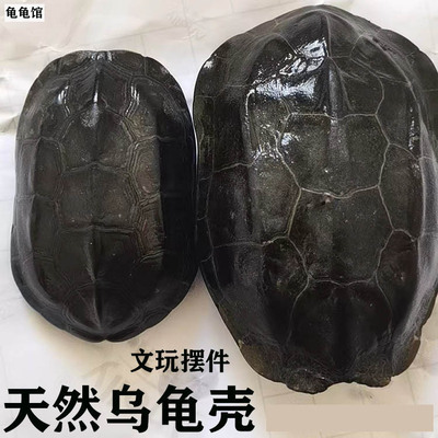 天然完整真墨龟草乌龟壳完整龟板六爻工具文玩手把挂摆件富甲天下