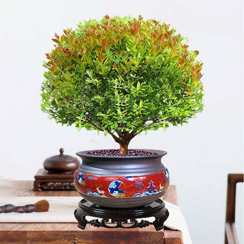小叶赤楠盆景室内季常厅青办WZT公室好绿植物花养卉客老桩水培四