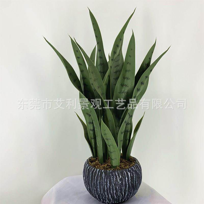 龙舌兰植物盆栽室内外装饰绿植虎皮兰盆景高
