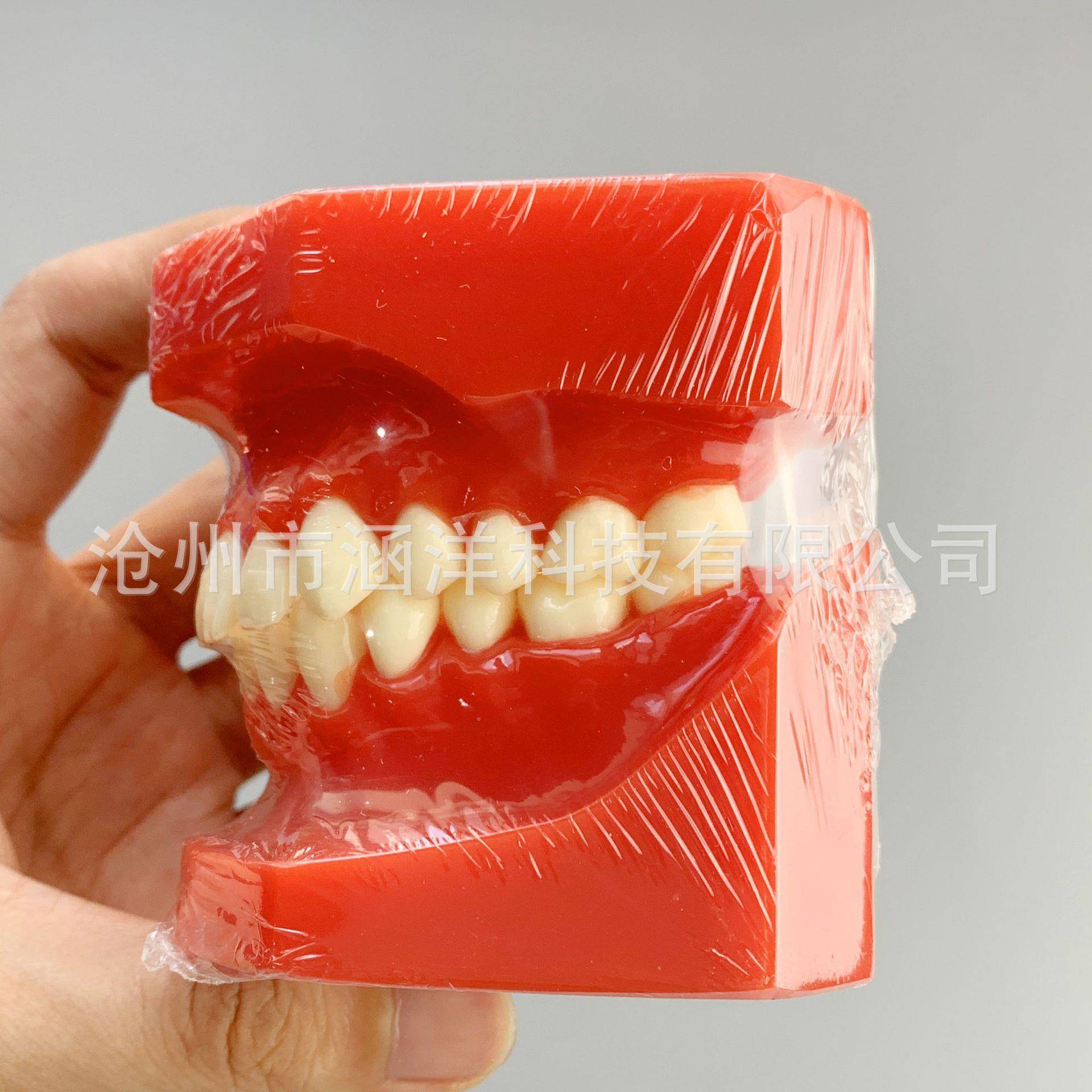 颌型类模型牙齿正畸分模正畸745错展示模型牙模型