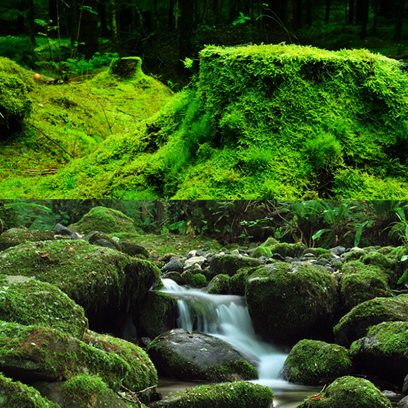 水族箱高清图鱼缸贴纸【绿植】壁纸造景装饰海景定制鱼缸背景,宠物/宠物食品及用品,底柜/落地缸,淘宝优惠券,粉丝福利购,淘宝优惠卷