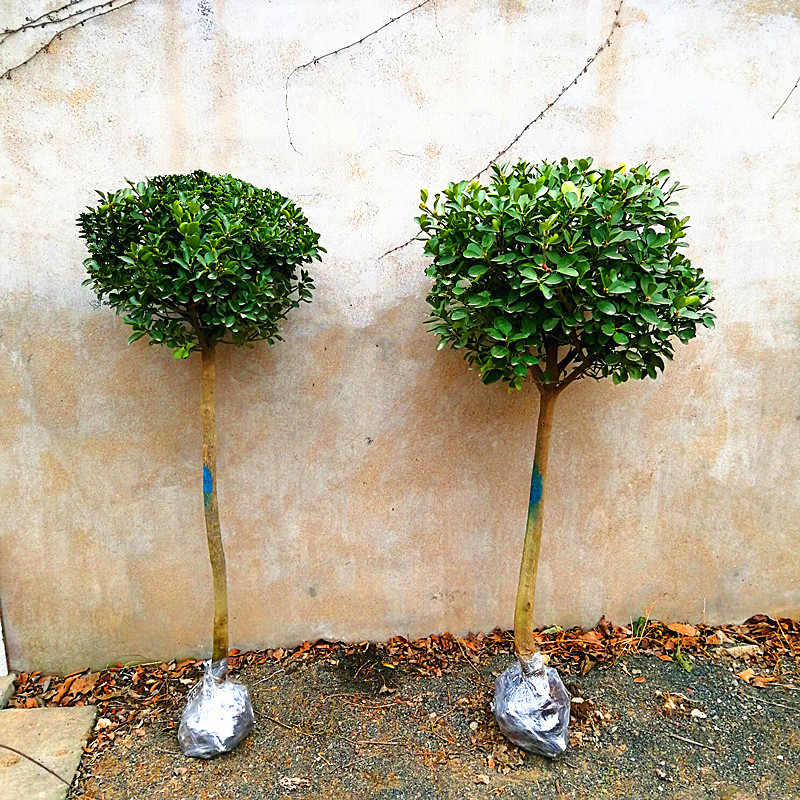 高杆冬青球树苗独杆大叶黄杨球树苗四季常青庭院造景园林绿化苗木