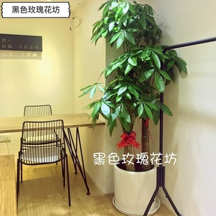 深圳发财树盆栽大型室内绿植开业乔迁送礼植物客厅新房吸收甲醛