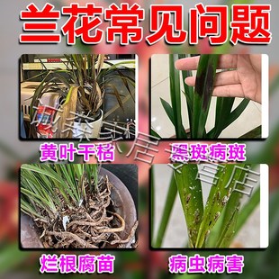 兰花复活液植物强力生根剂黄叶光杆焦尖黑斑病叶斑炭疽专用杀菌药