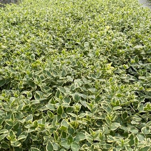 花叶蔓盆栽地栽庭院户外阳台长春藤垂吊植物耐热耐寒好养花境绿植