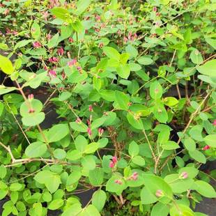 蓝叶忍冬多年生灌木庭院阳台盆栽花卉耐热耐寒净化空气带花发