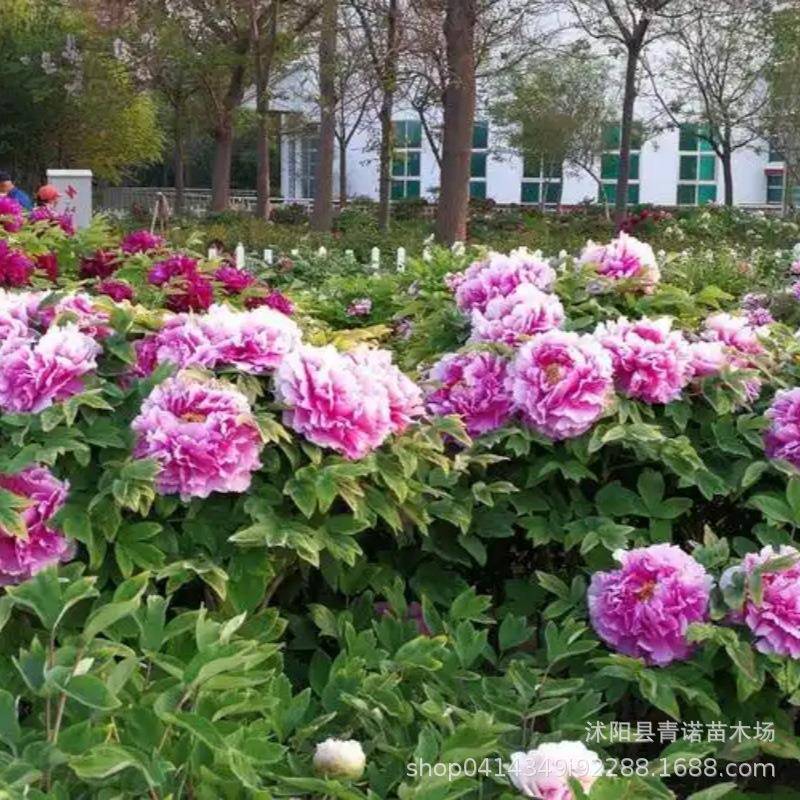 洛景阳牡季丹苗盆栽盆花室内客厅阳台花卉绿植物玫瑰2154芍药四开