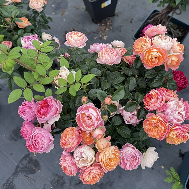 月季花苗四季开m浓香大花庭院花卉植物玫瑰盆栽树桩月季