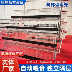 四层五阶梯式蛋笼层养鸡笼设备XYJ配件全鸡门自动蛋多鸡大规模饲