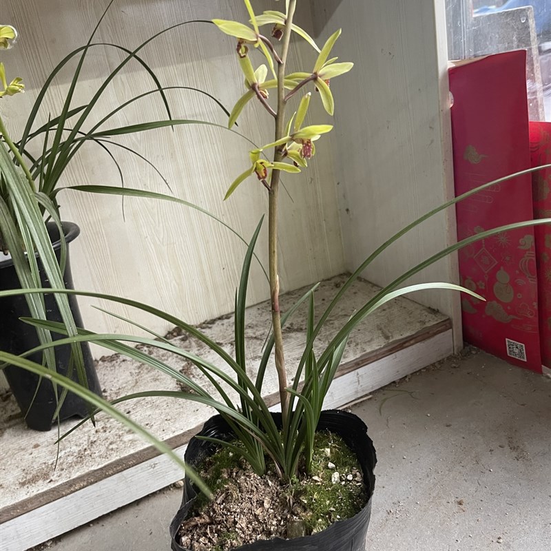 木纹叶质惠兰中矮惠高花架九节兰随州兰花开花香飘逸硬叶