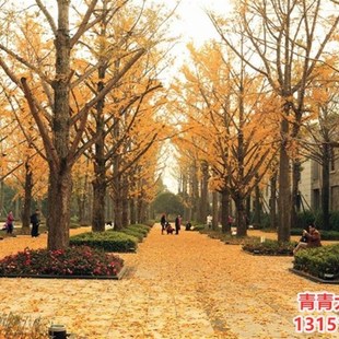 银杏树小苗大树庭院银杏树苗风景树景观树园林绿化植物行道南北方