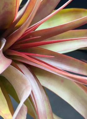 柔婷rothii，稀有品种大型空凤观赏绿植家居绿植江苏基地无土