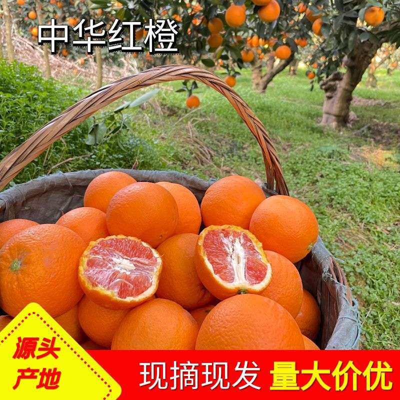 中华红血橙秭归产地现摘红肉脐橙新鲜多汁橙子红心水果 供应链