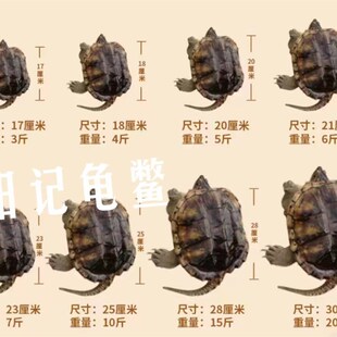 鳄龟活物食用鳄鱼龟大的食用乌龟大鄂龟肉杂佛北美宠物苗包活外塘