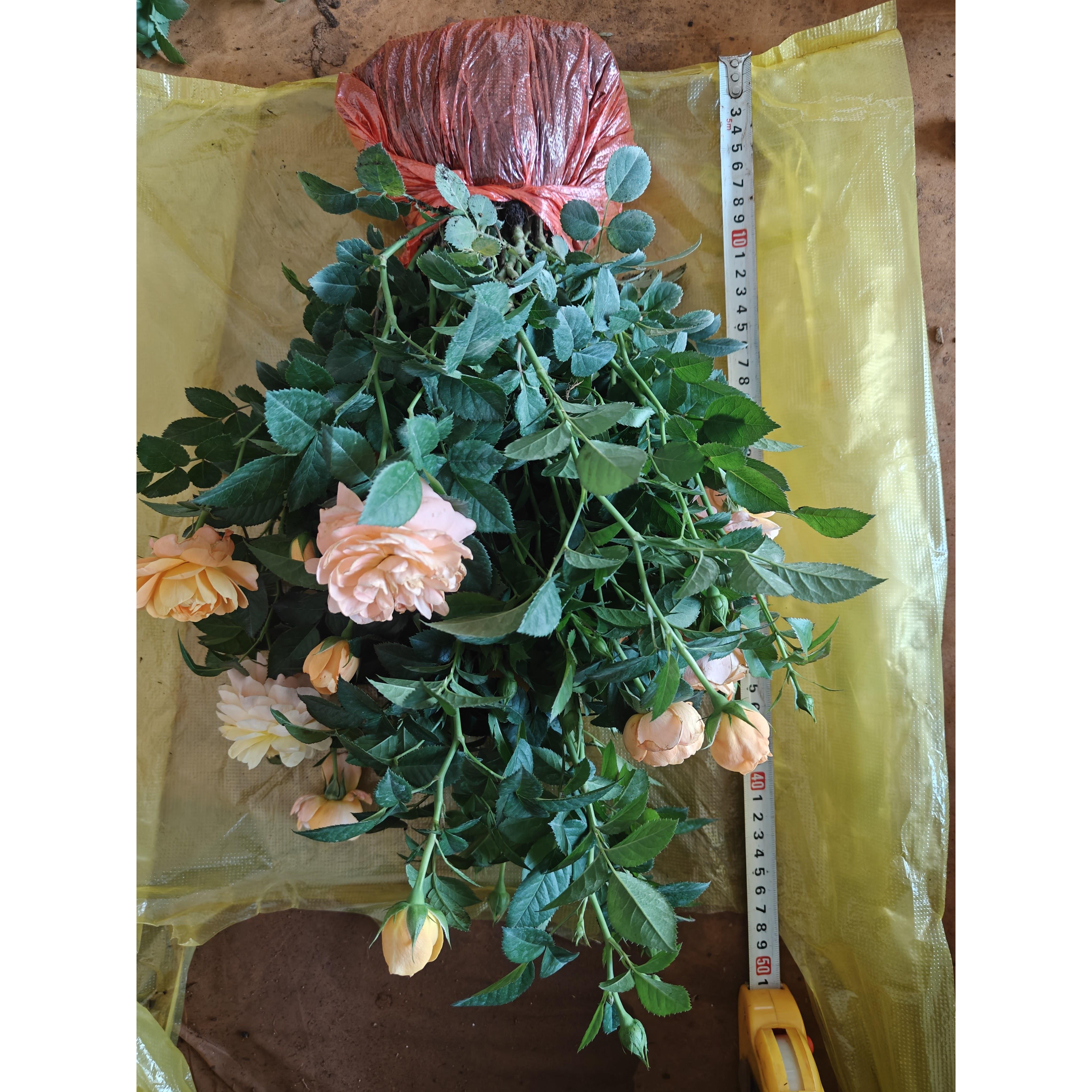 【带花苞发货】云南直发月季花苗果汁阳台带花苞庭院盆栽花园地栽
