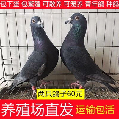 鸽子活体养殖鸽子苗鸽子种鸽信鸽青年鸽子活物鸽子种鸽肉鸽子活物