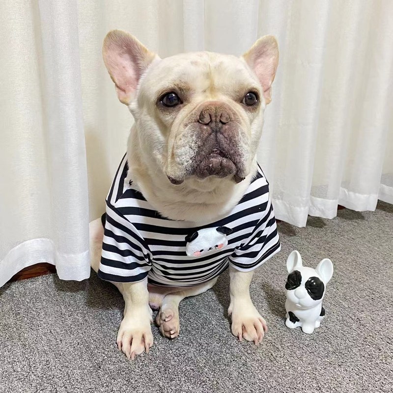 法斗T恤巴哥条纹衣服春夏宠物狗内搭大码胖狗柯基恶霸弹力打底衫