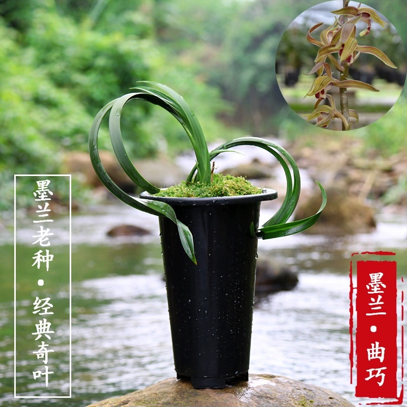 翁源兰花苗高端墨兰铭品曲巧老品种奇花异草收藏专属好养绿植花卉