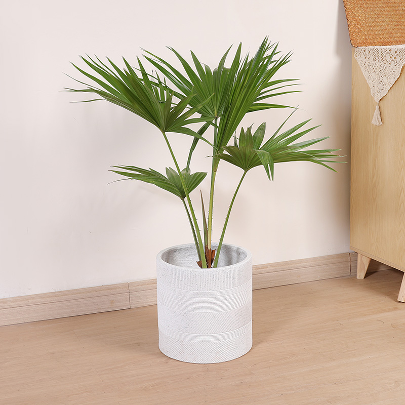 双木林蒲葵盆栽庭院造景中国风禅意扇叶棕榈植物室内客厅大型绿植