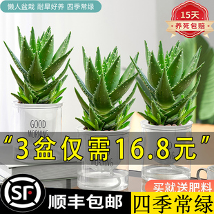 芦荟多肉植物耐旱好养易活盆栽绿植花卉室内办公懒人吸水净化空气
