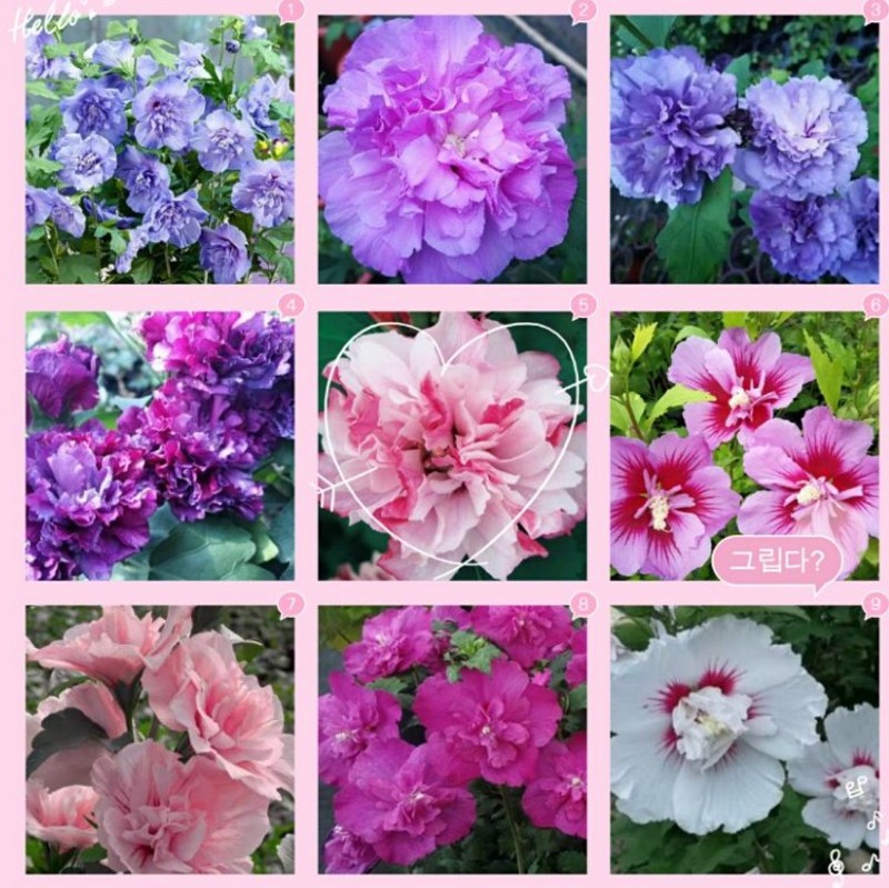 重瓣木槿:紫玉中国雪纺千丝绊紫色绒球等,营养钵苗 一颗就包邮