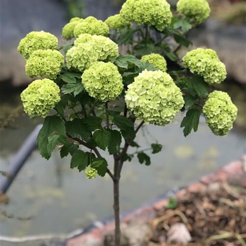 圆锥绣球花苗新品秋色棒棒糖香草莓石灰灯庭院别墅超耐寒特大花