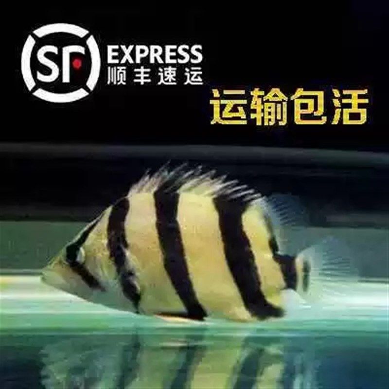 泰北虎鱼三纹高身苏虎四纹虎鱼练手杂纹虎印尼虎鱼特惠热带观赏鱼