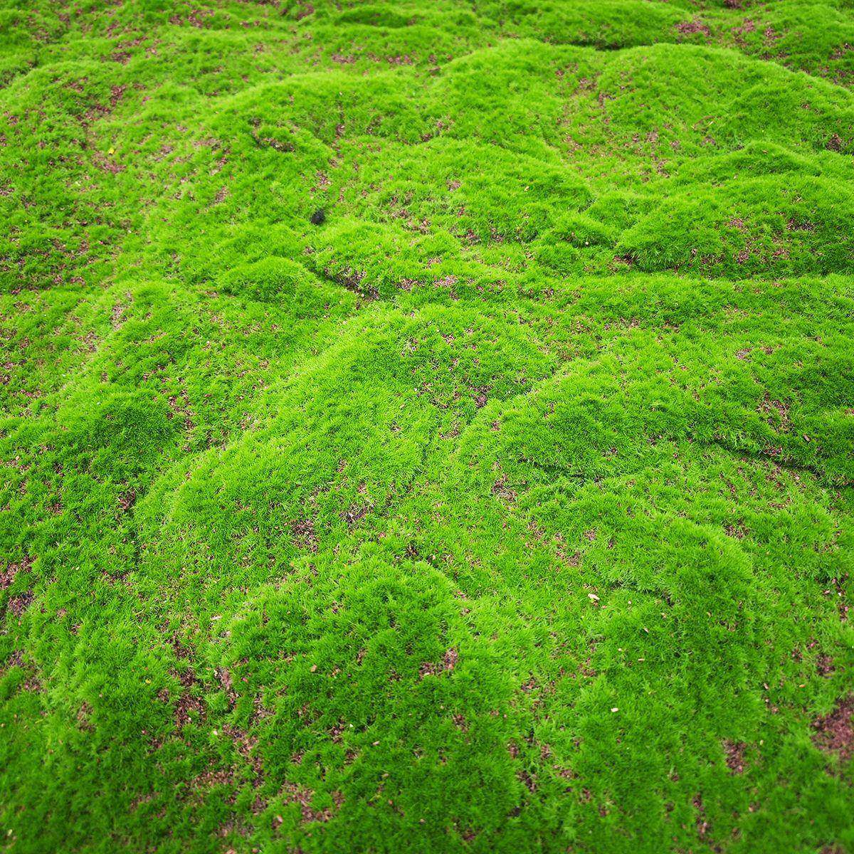 凹毯凸仿真草坪地假whd34红青苔垫草皮珍珠棉铺绿户外人造球场人,鲜花速递/花卉仿真/绿植园艺,仿真绿植,淘宝优惠券,粉丝福利购,淘宝优惠卷