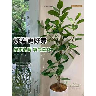~孟加拉榕树祿植盆栽室BZsXNEMT厅大型绿植高端树真客电视机旁落