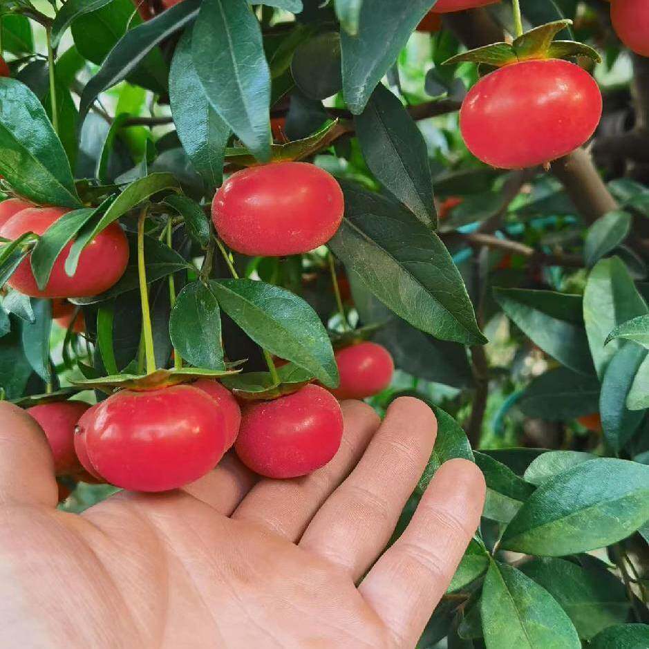 金弹子盆栽绿植挂果苗
